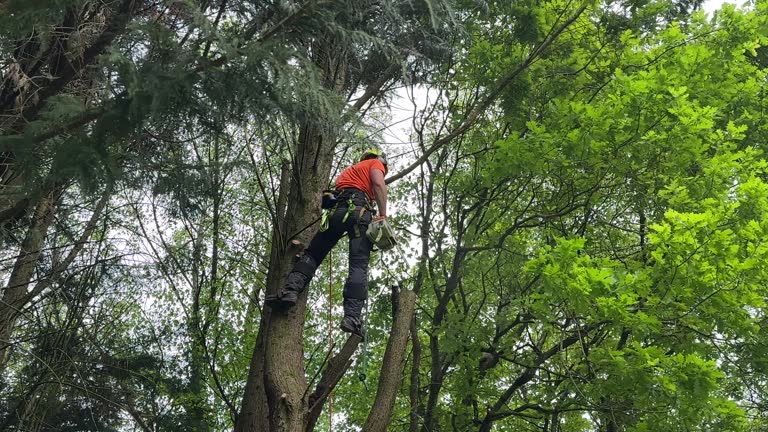 Leaf Removal in Port Richey, FL